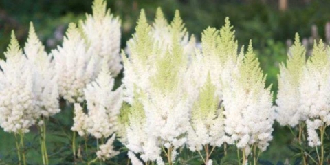 Astilba weiss gloria: fotografija i opis